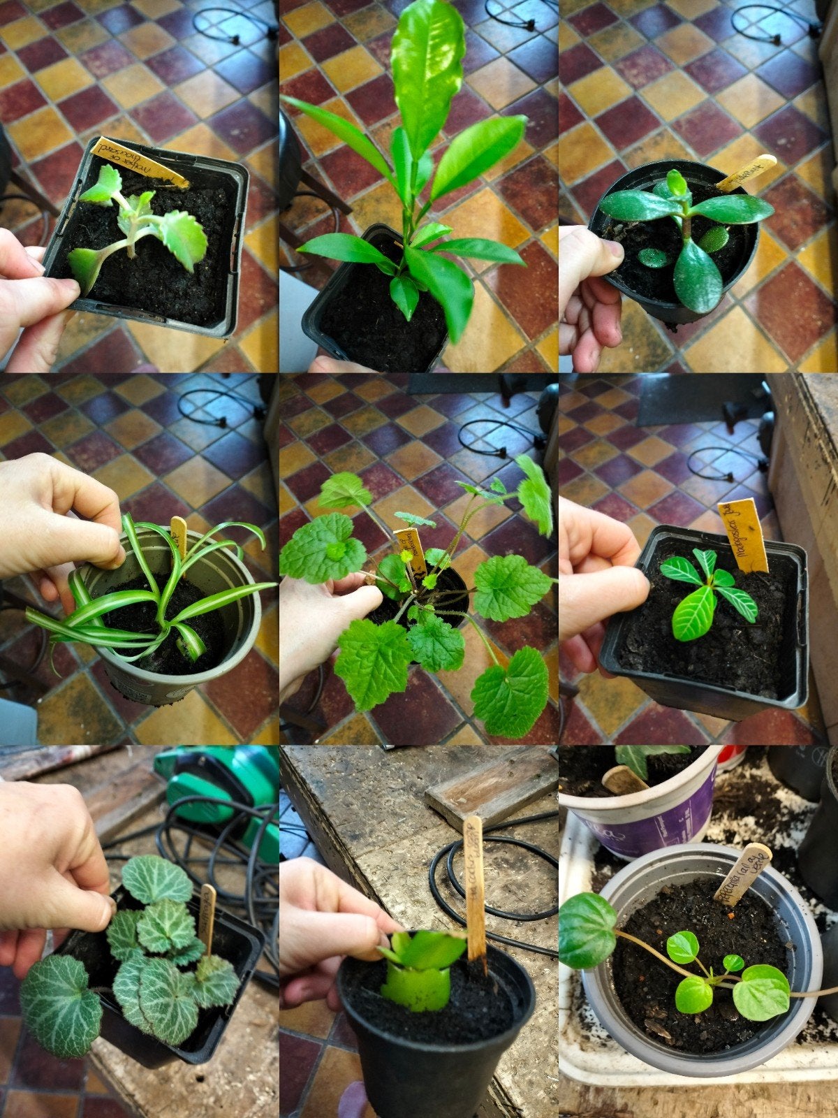 Allerlei stekjes: Sinaasappelplant, mother of 1000 saxifraga, Huis en Inrichting, Kamerplanten, Ophalen of Verzenden, Halfschaduw