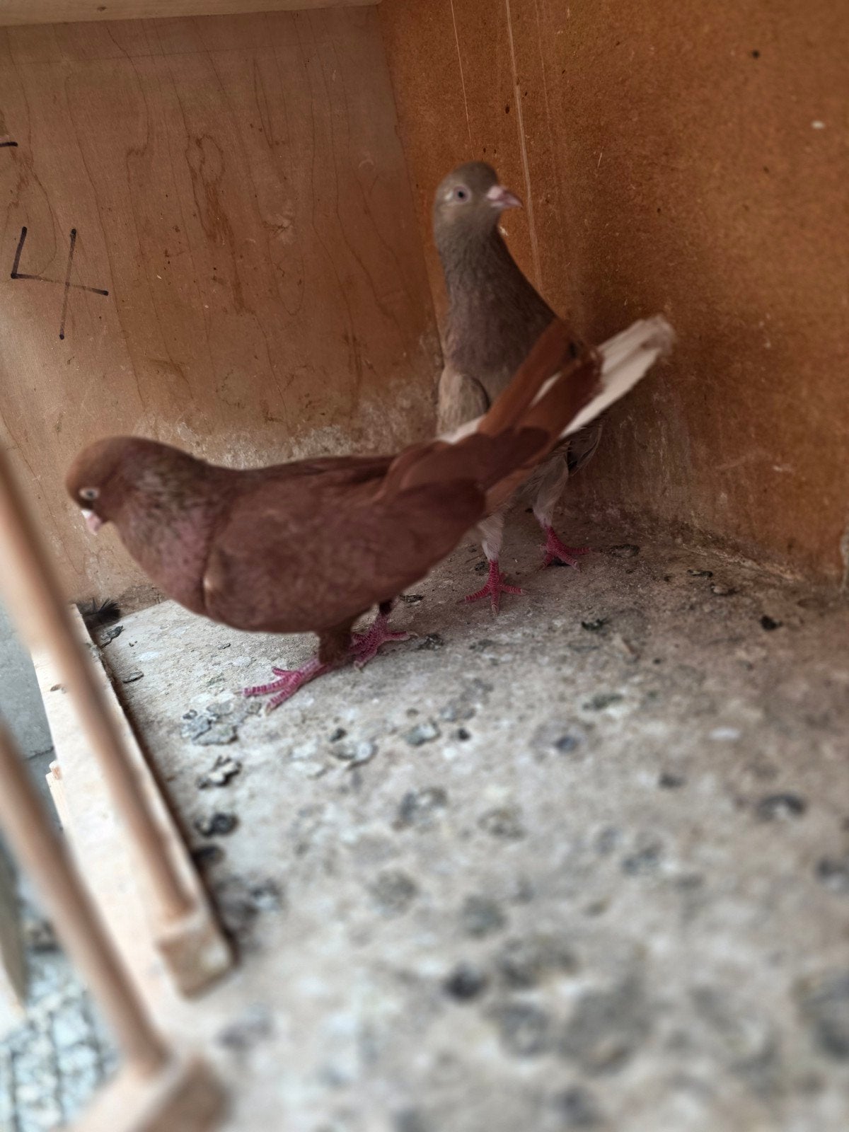 Mooie iraanse duiven(belgie), Dieren en Toebehoren, Vogels | Duiven, Meerdere dieren