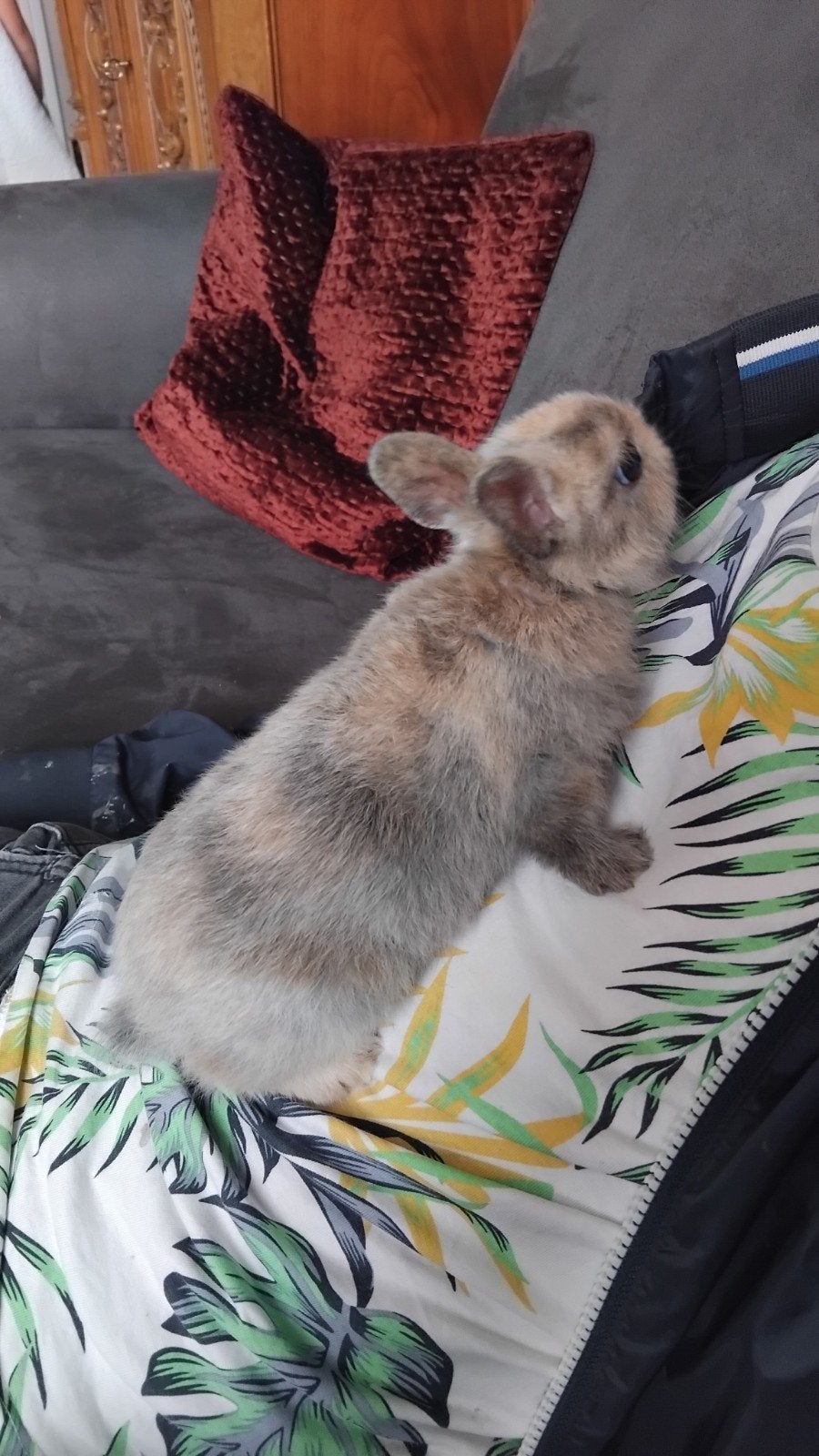 2 dwergkonijntjes gratis, Meerdere dieren, Dwerg
