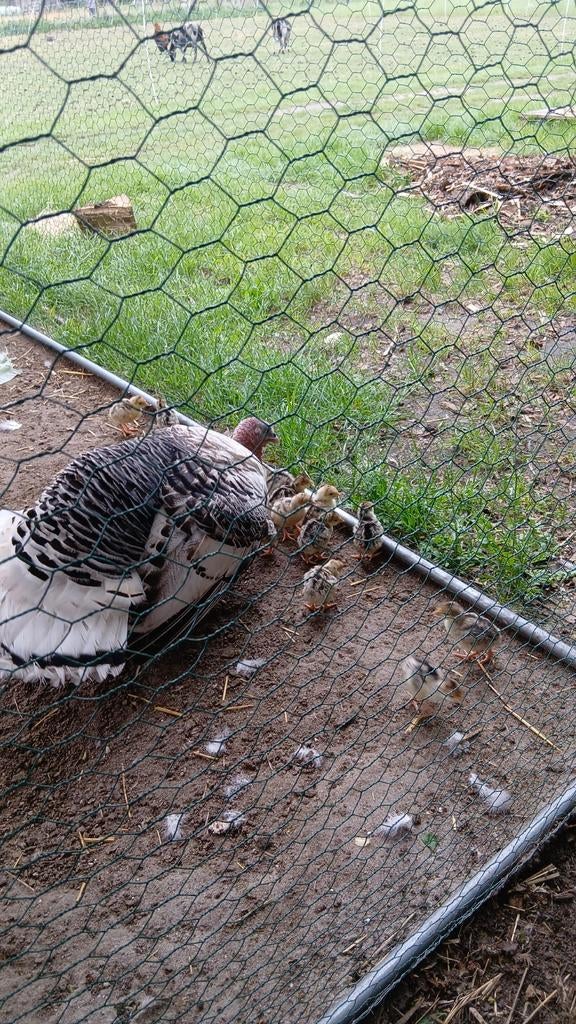 Jonge kalkoenen, Dieren en Toebehoren, Pluimvee, Meerdere dieren, Kalkoen