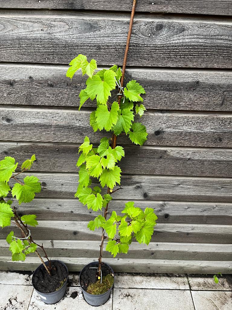 Witte druif Vitis Vinifera, Ophalen, Vaste plant, Fruitplanten, Volle zon