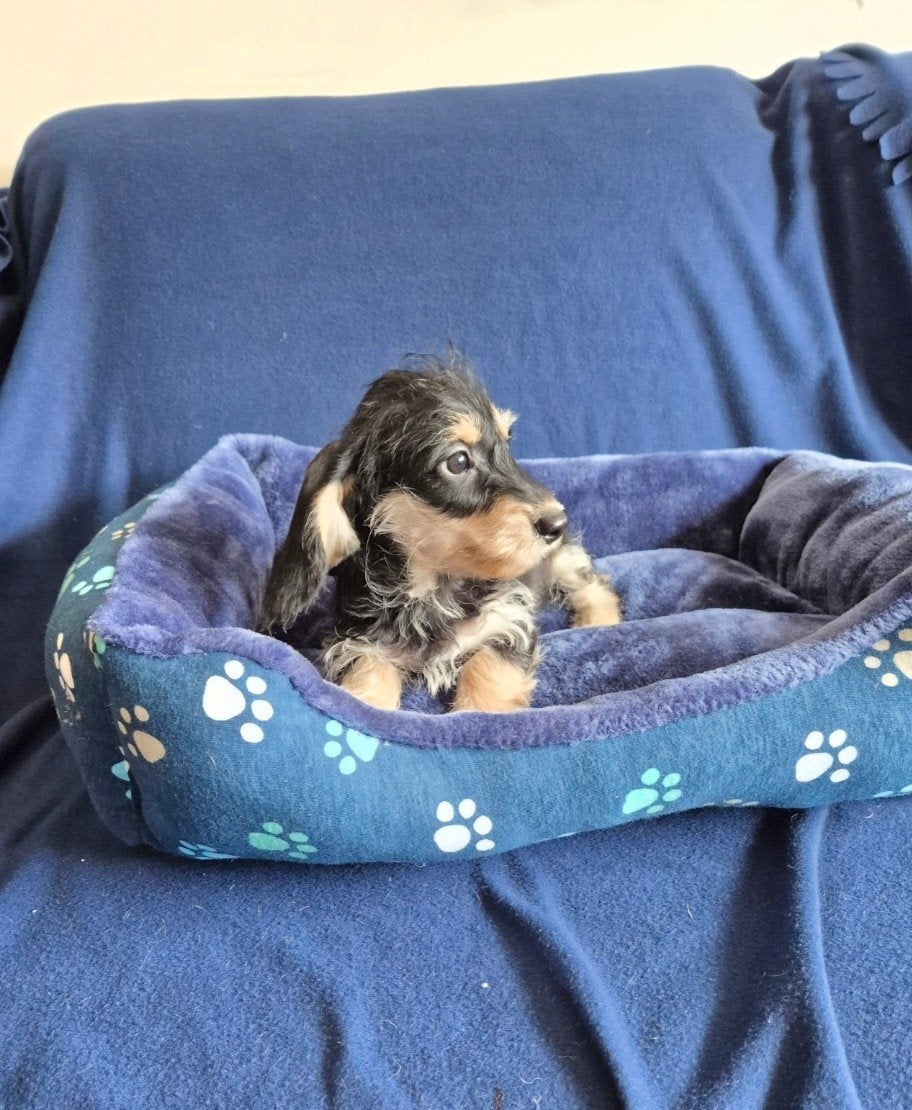 kruising ruwhaar dwergteckel puppies! (boomer) reutjes., Dieren en Toebehoren, Honden | Teckels en Dashonden, Parvo, 8 tot 15 weken