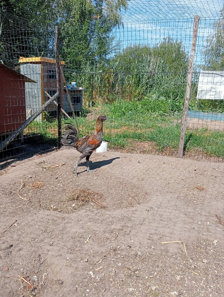 luikse  vechter, Dieren en Toebehoren, Meerdere dieren, Kip