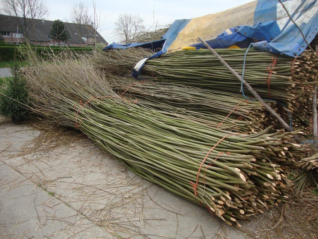 Wilgen., Ophalen, Nieuw, 2 meter of meer, 3 tot 6 meter