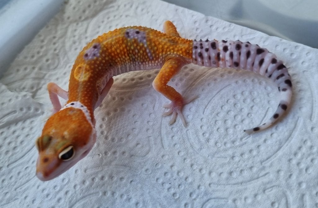 0.1 purple head x w&y bell albino luipaardgekko