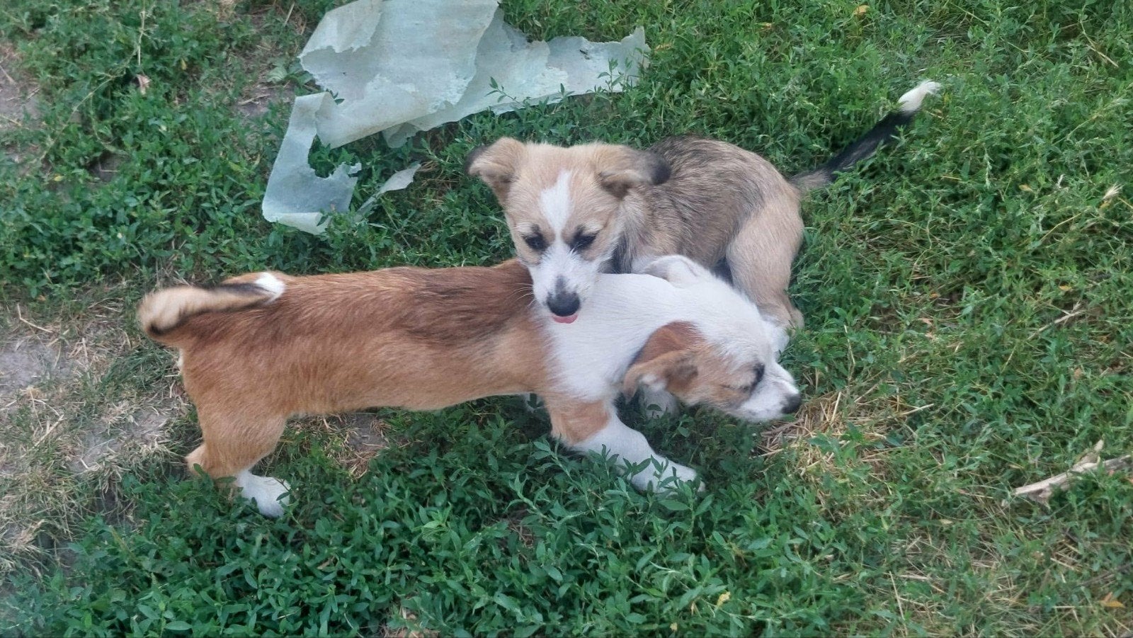 Macy en Milo zijn broer en zus en bijna 5 maandjes, Dieren en Toebehoren, Honden | Niet-rashonden, Particulier, 15 weken tot 1 jaar