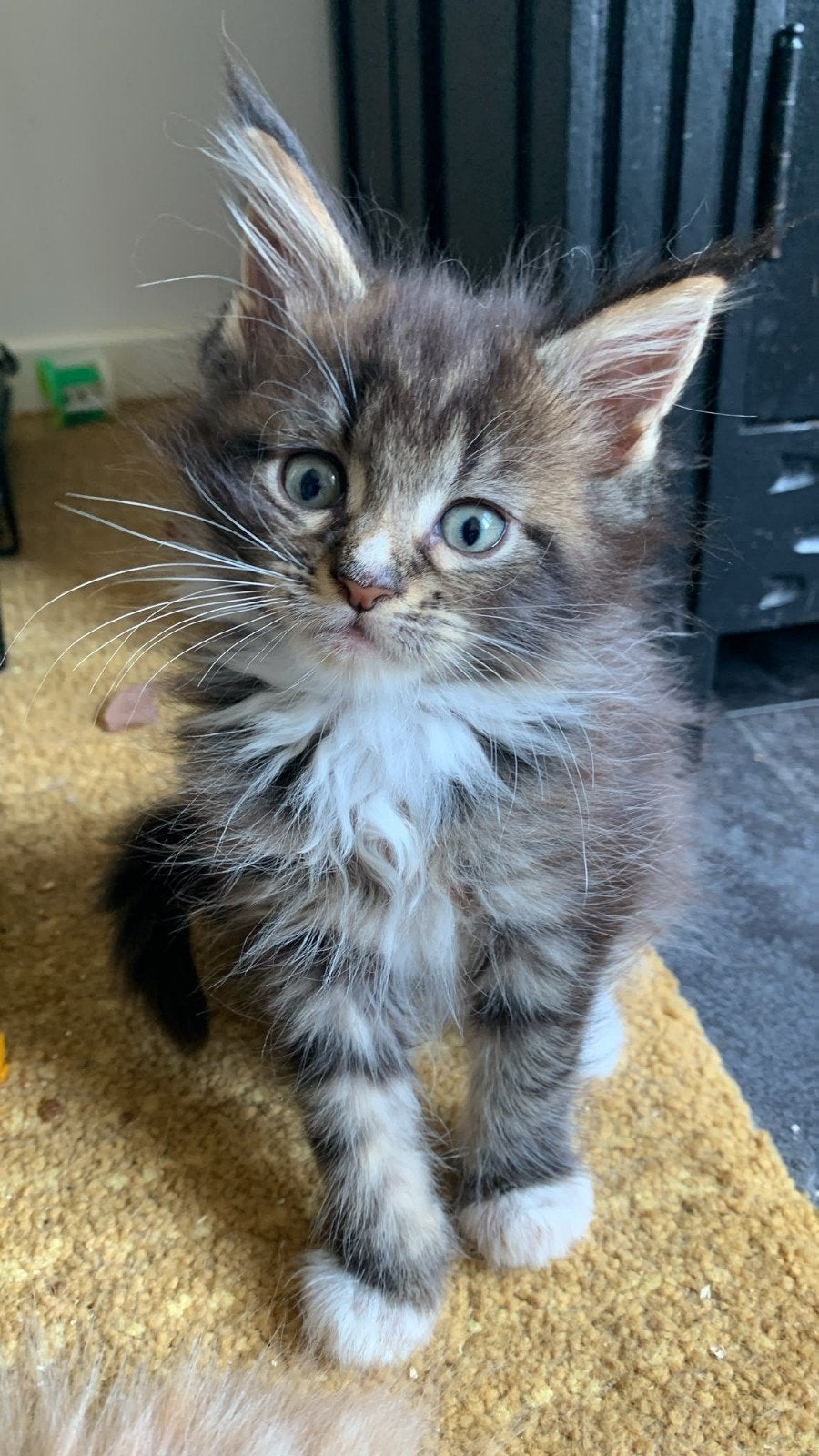 Het mooiste Maine Coon meisje nog beschikbaar, Meerdere dieren, Gechipt, 0 tot 2 jaar