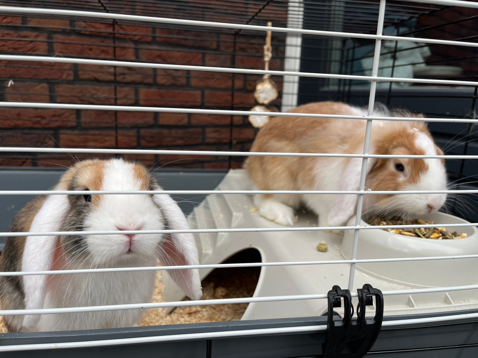 2 dwergkonijnen hangoor (zusjes), Dieren en Toebehoren, Februari, Vrouwelijk, Overige typen, Tam