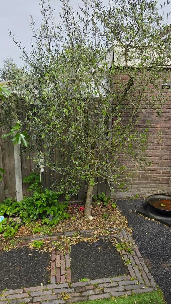 Grote olijfbom, Olijfboom, 250 tot 400 cm, Zomer, Ophalen