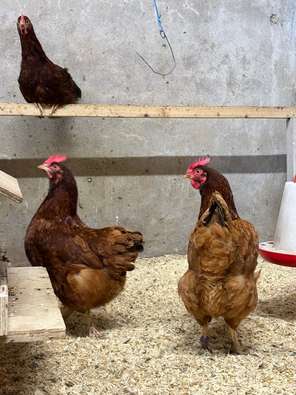Leghennen te koop, Dieren en Toebehoren, Pluimvee, Vrouwelijk, Kip