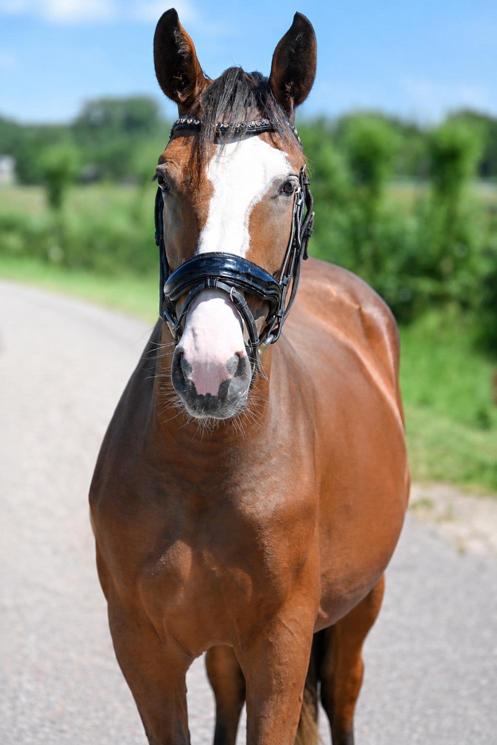 Bloedmooi gave 2,5/3 jarige blikvanger!!, Merrie, 3 tot 6 jaar