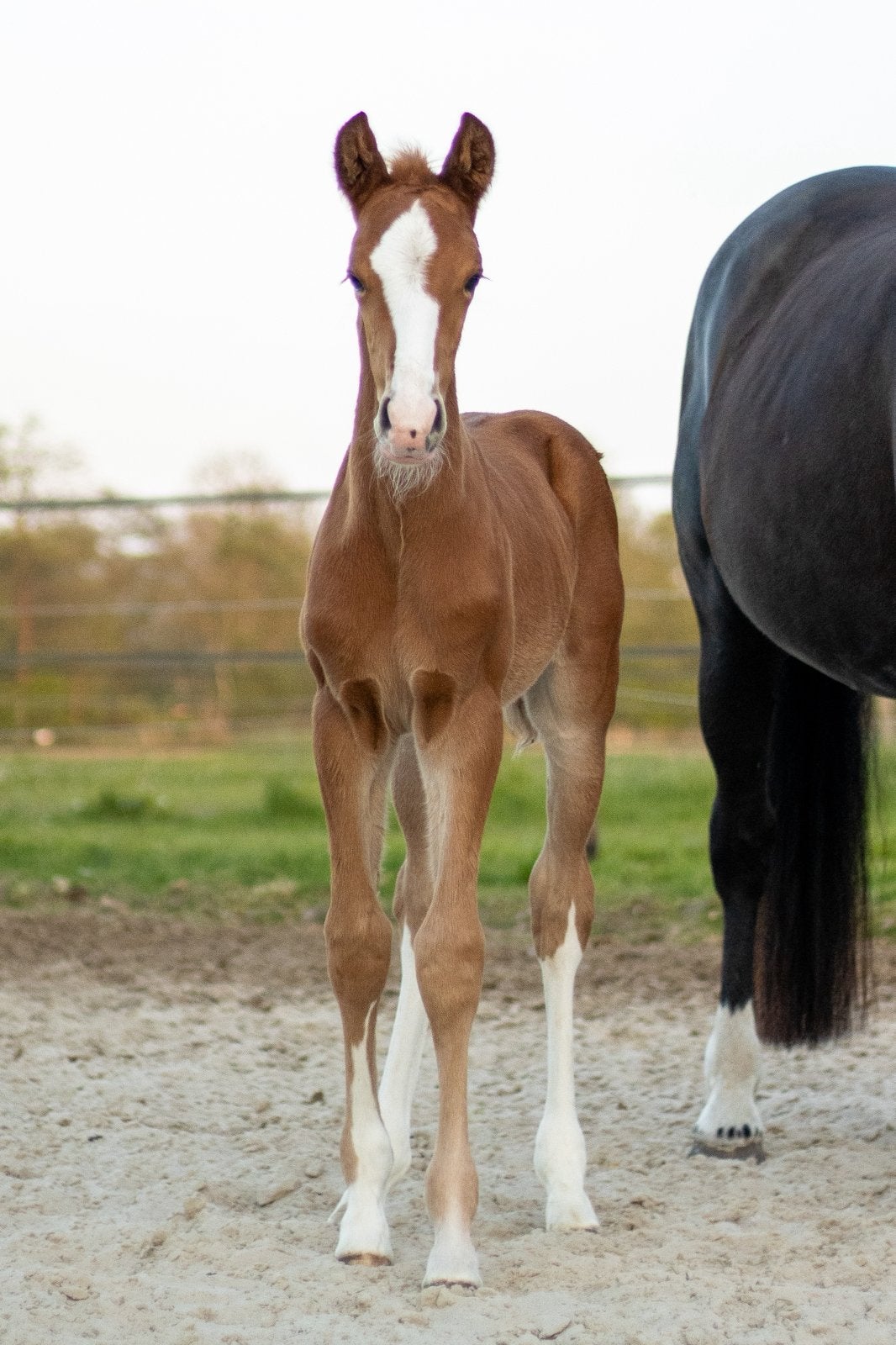Zeer luxe en aansprekend vos kleurig hengst veulen., Hengst, 165 tot 170 cm, Dressuurpaard, 0 tot 2 jaar