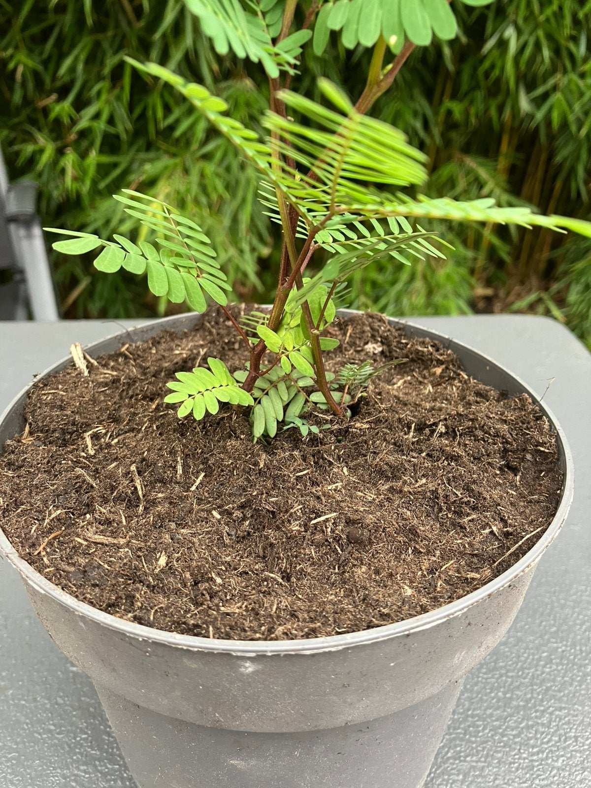 Albizia lophanta Slaapboom uniek, Ophalen of Verzenden, Overige soorten, Volle zon