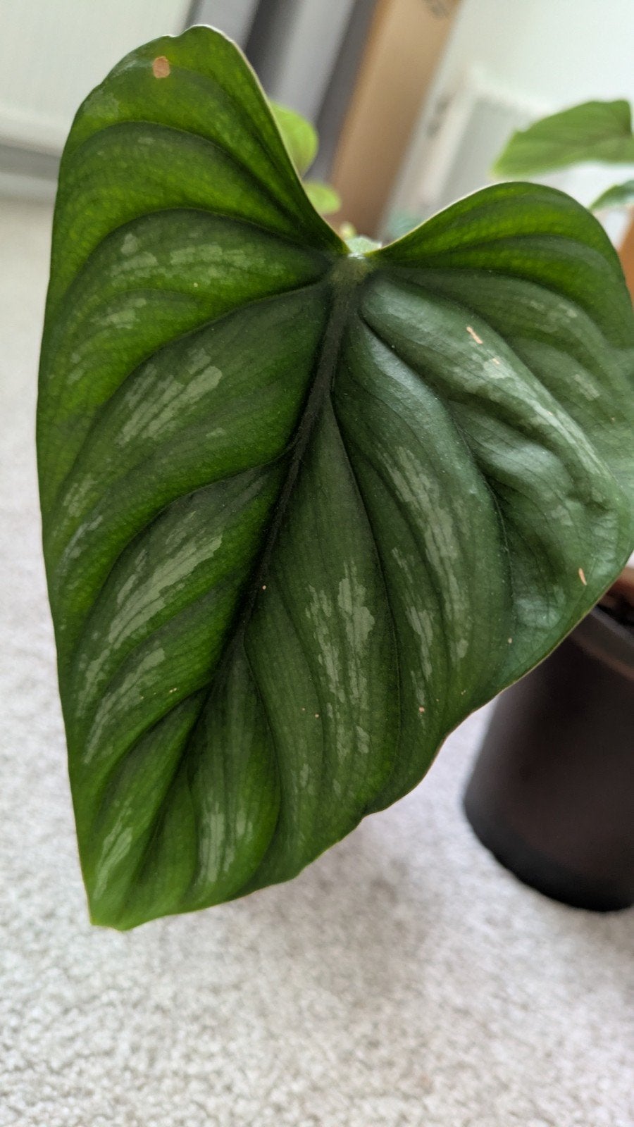 Philodendron Mamei, Ophalen of Verzenden, Halfschaduw, Minder dan 100 cm