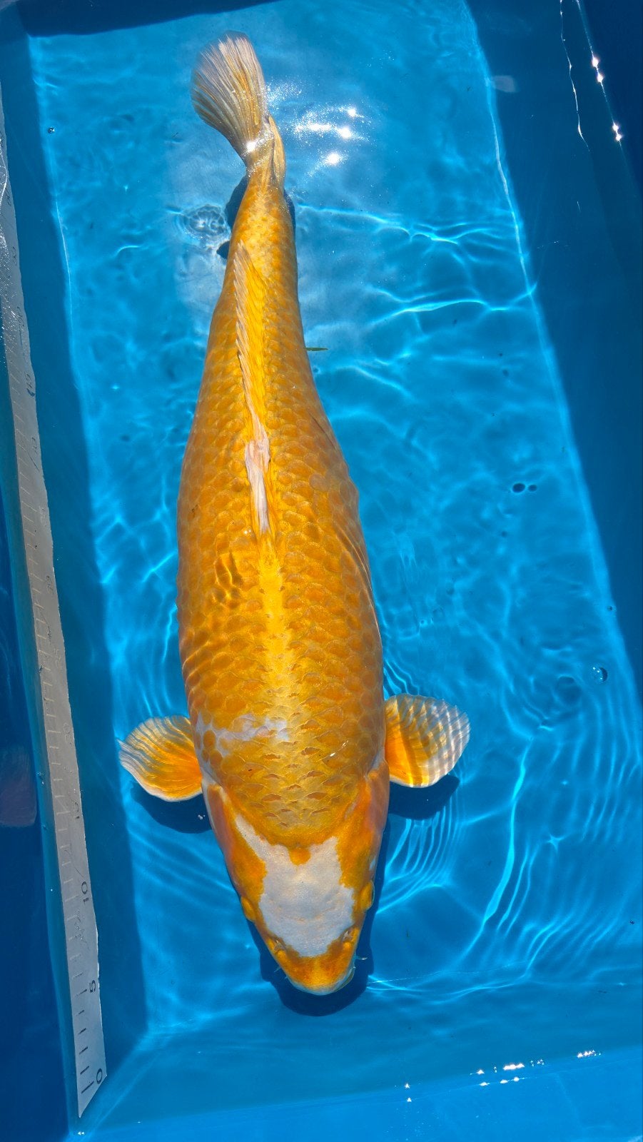 sublieme mooie Hariwake, Karper of Koi