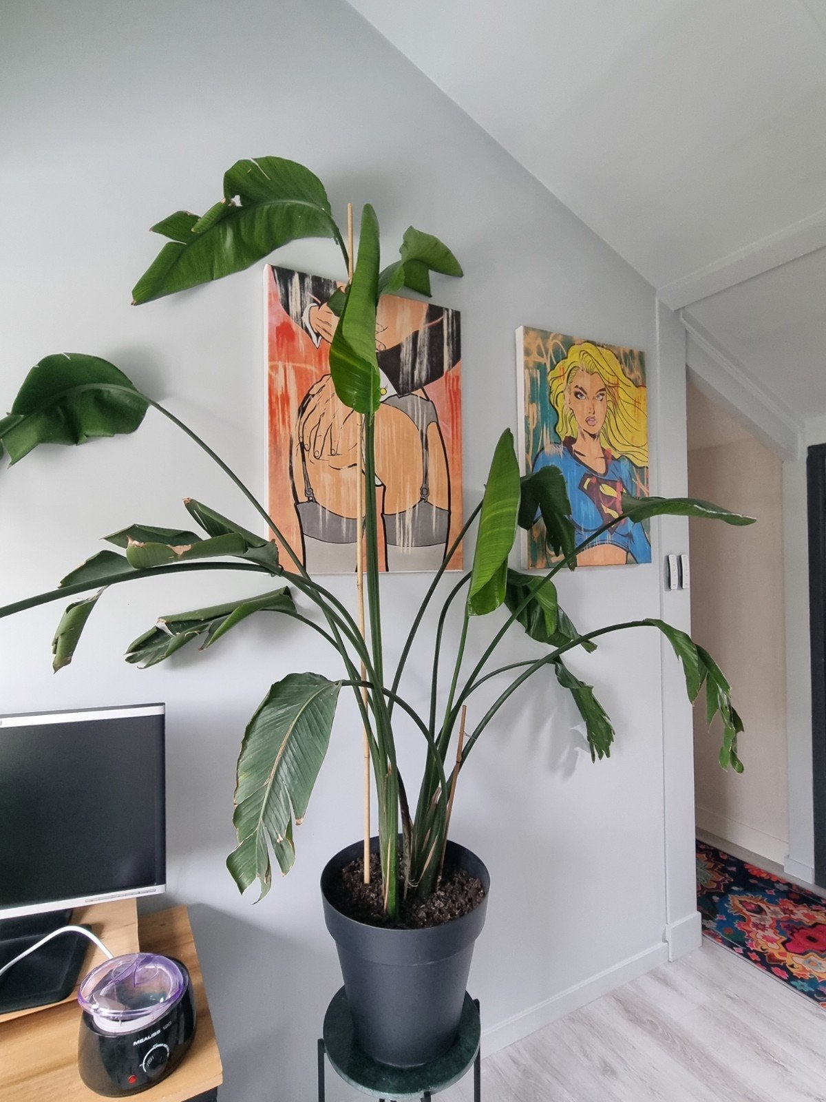 Grote plant, Ophalen of Verzenden, Halfschaduw, Minder dan 100 cm