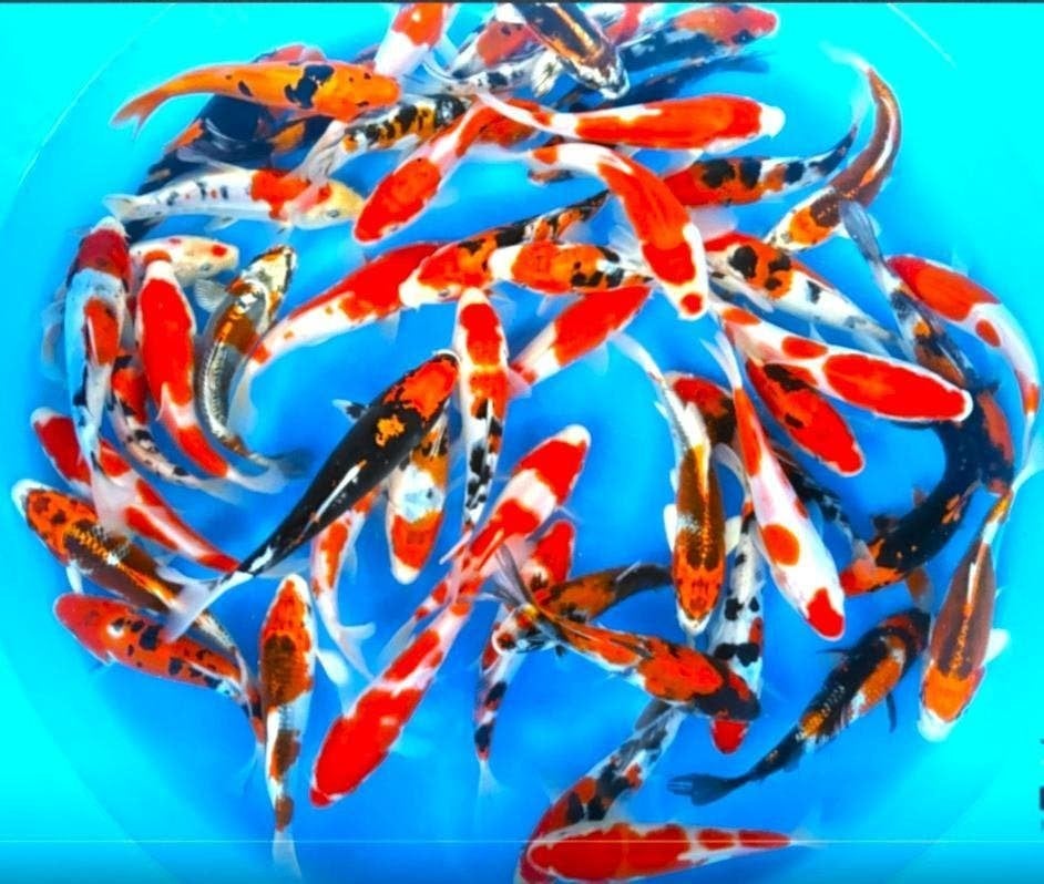 Japankoi, Tosai Koi in eerste levensjaar 10 tot 22cm groot, Dieren en Toebehoren, Vissen | Vijvervissen, Karper of Koi