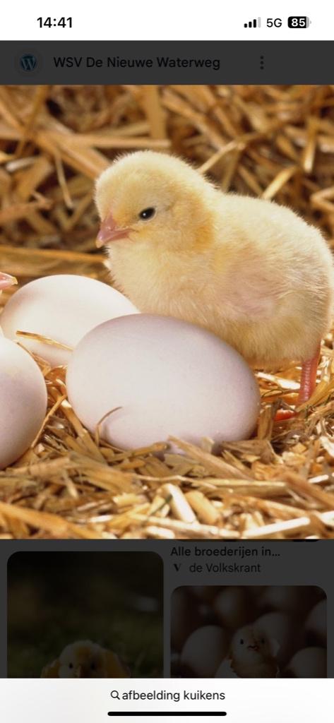Kuikens, Dieren en Toebehoren, Pluimvee, Meerdere dieren, Kip