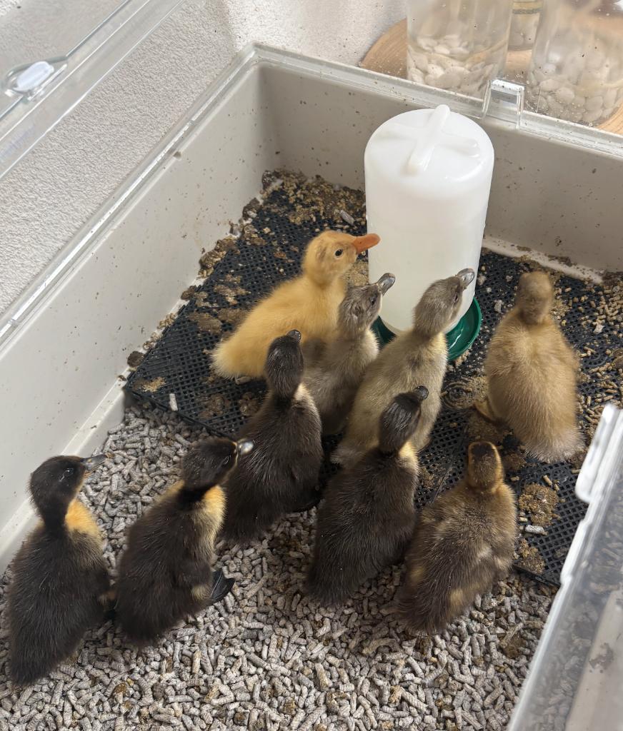 loopeend kuikens, Dieren en Toebehoren, Pluimvee, Geslacht onbekend, Eend