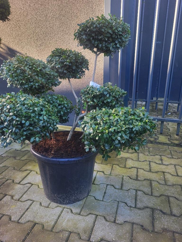 Ilex crenata "Green Lustre" bonsai, Tuin en Terras, Planten | Bomen, Halfschaduw, Overige soorten, Lente, Minder dan 100 cm