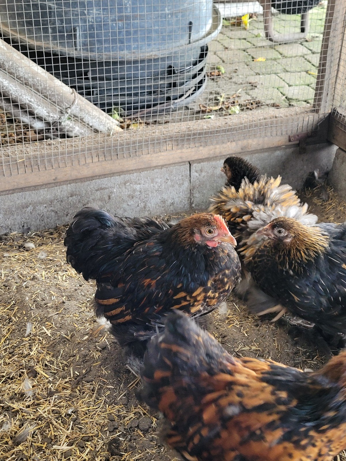 Cochin kriel haantjes, goudblauw & goudzwart gezoomd, Dieren en Toebehoren, Mannelijk, Kip