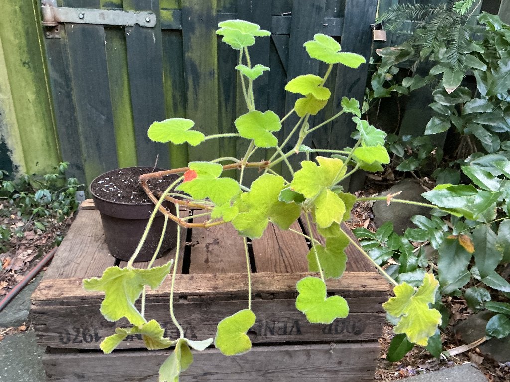 Pepermunt geranium, Ophalen, Volle zon, Vaste plant, Kruiden