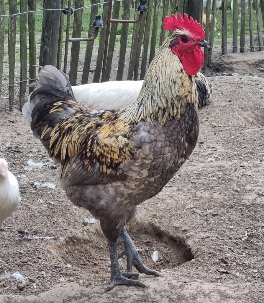 GEZOCHT Bleu de Landes Haan, Dieren en Toebehoren, Mannelijk, Kip