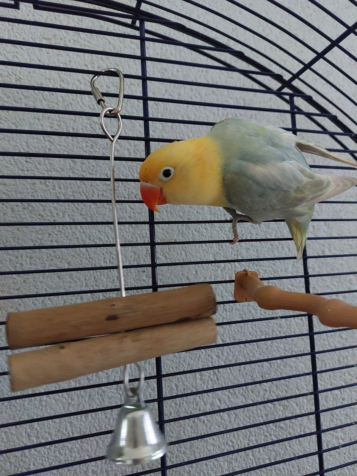 Agapornis, Geslacht onbekend, Dwergpapegaai of Agapornis, Tam