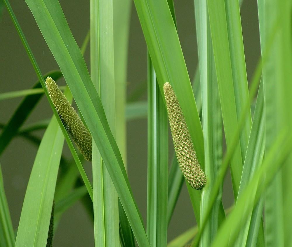 Kalmoes stekken, Tuin en Terras, Ophalen of Verzenden
