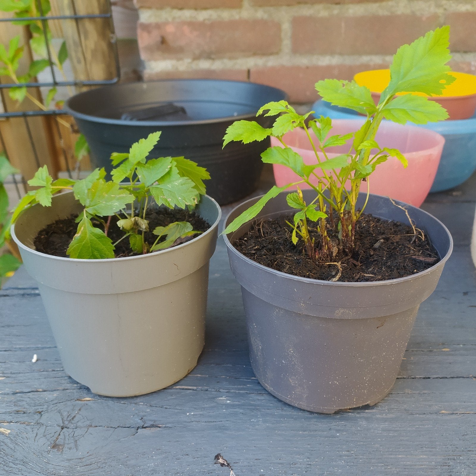 2 x stek braam, Ophalen, Overige soorten, Volle zon