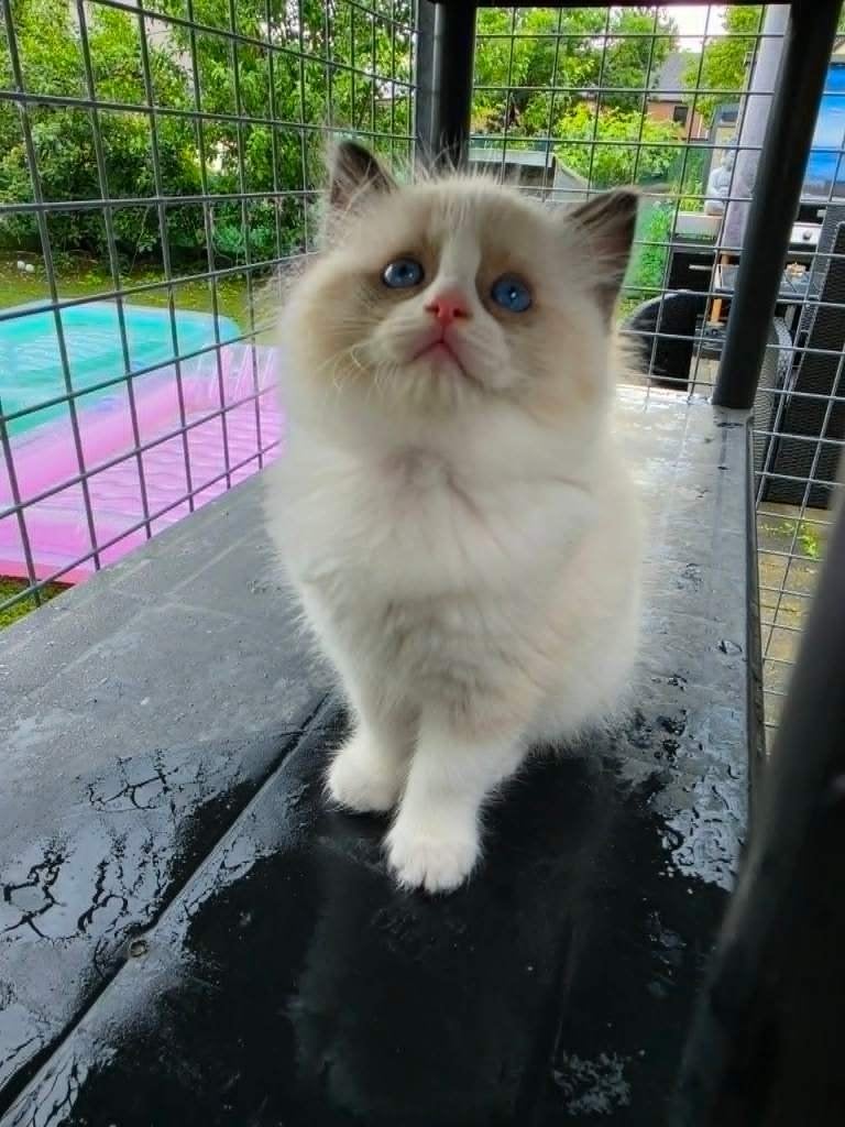 Super Mooie Raszuivere Ragdoll Kittens met Stamboom + Testen, Meerdere dieren, Met stamboom, 0 tot 2 jaar