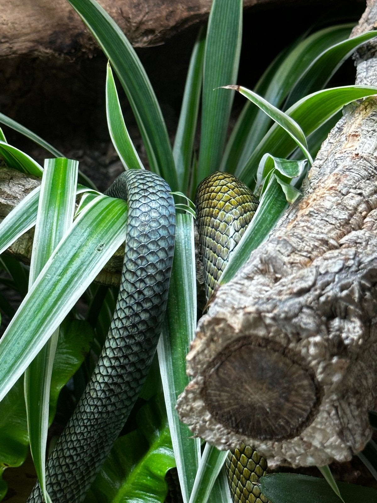 Elaphe Climacophora Kunashir babies Rat Snake photo 3