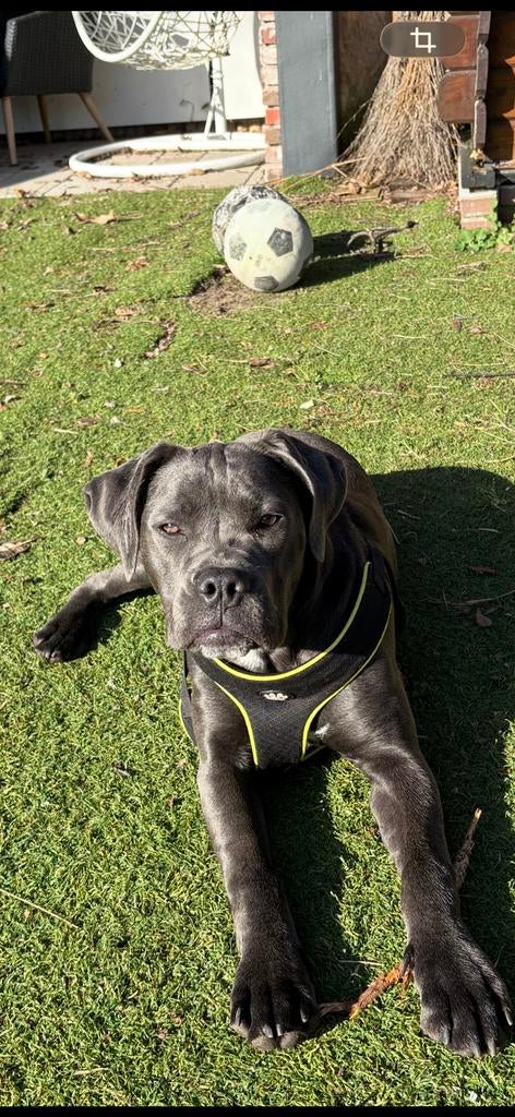 Te koop Cane corso teefje van 7 maanden, Dieren en Toebehoren, Honden | Bulldogs, Pinschers en Molossers, Parvo, 15 weken tot 1 jaar