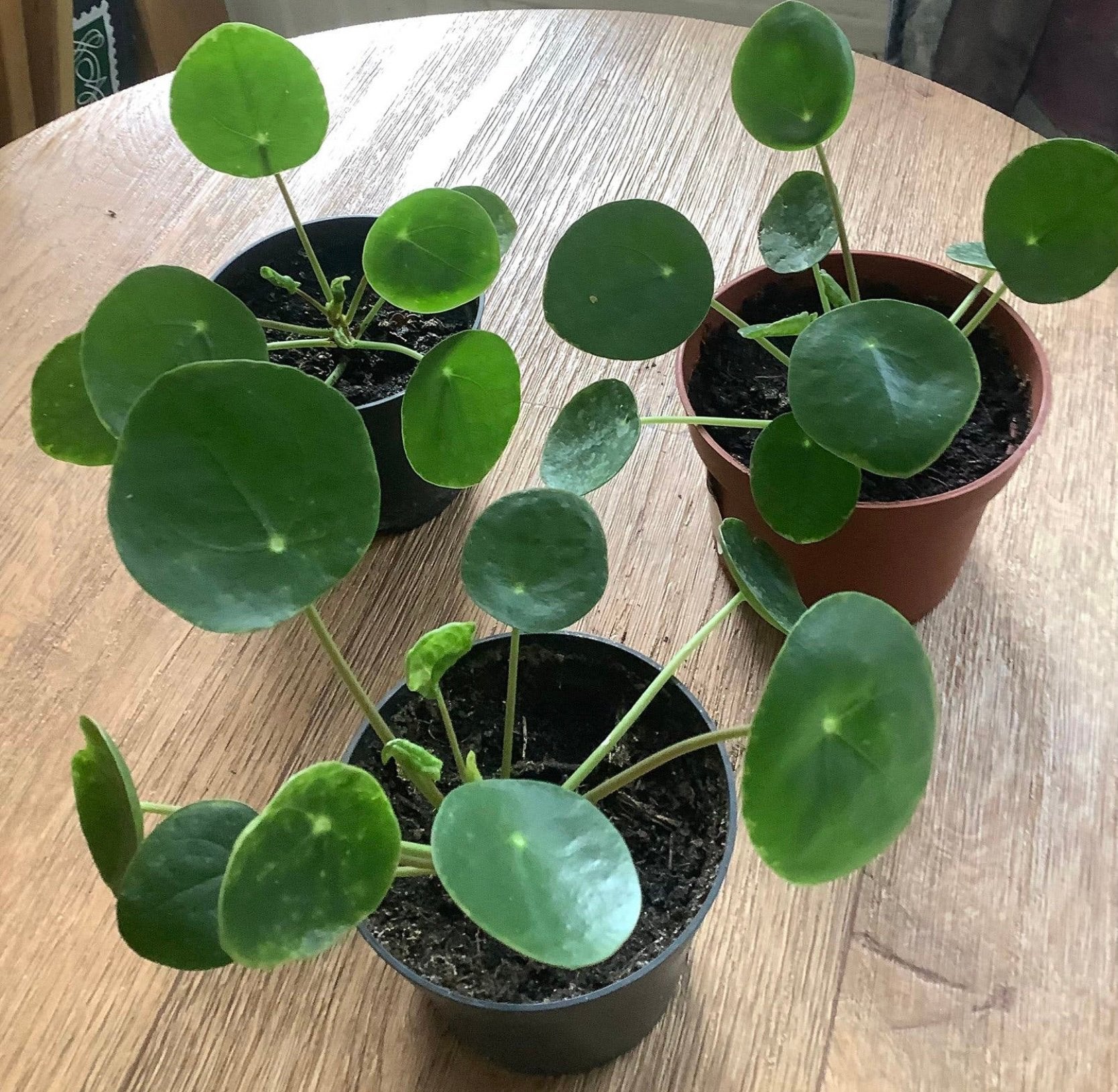 Pannenkoek plantjes, Ophalen, Halfschaduw, Minder dan 100 cm