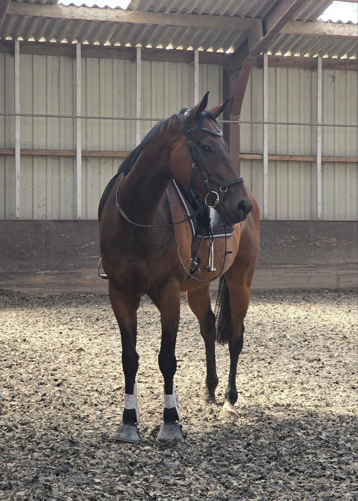 Hope 10jarige goed bewegende ruin 167cm, Dieren en Toebehoren, Paarden, Ruin, 7 tot 10 jaar, Met stamboom, B