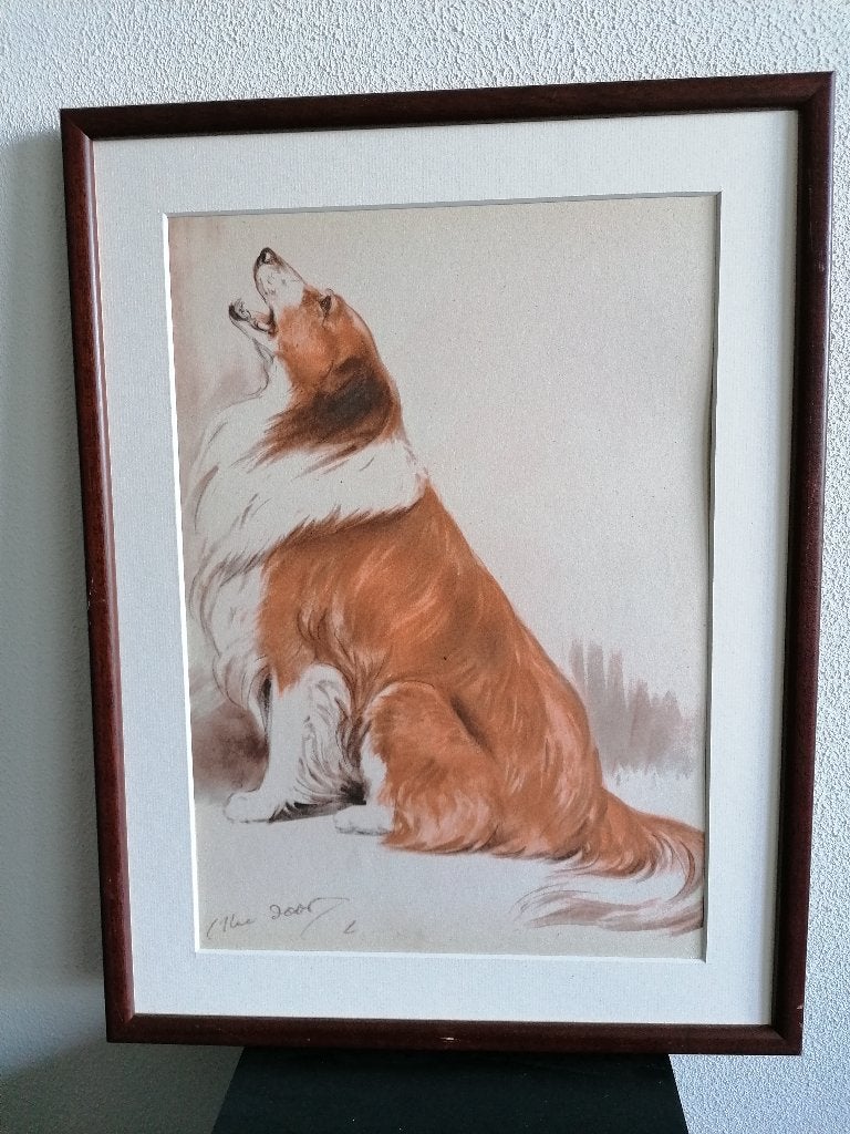 Collie Dogs Origineel Litho Diana Thorne Lijst 1944 € 35,00, Ophalen of Verzenden