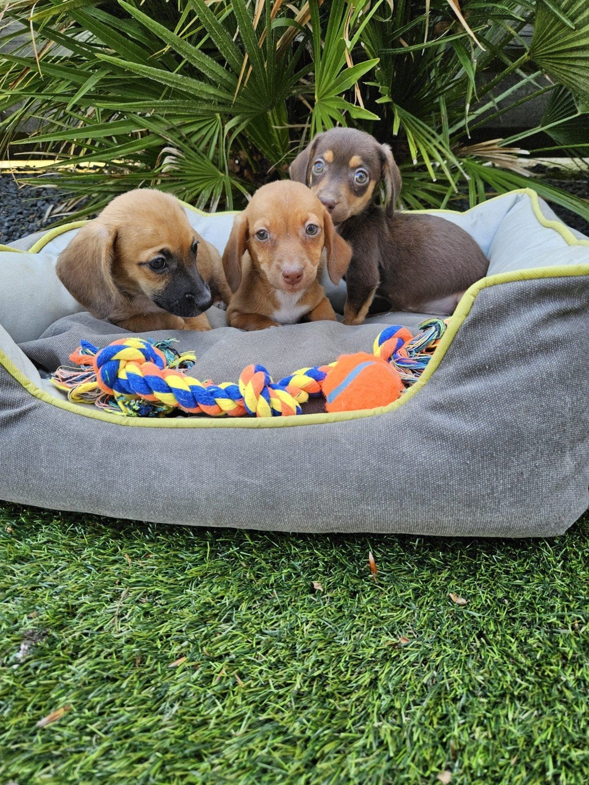 Dwerg teckel X Jack Russel  Dwergteckel  pups, 8 tot 15 weken, Dwerg, Meerdere, Meerdere dieren