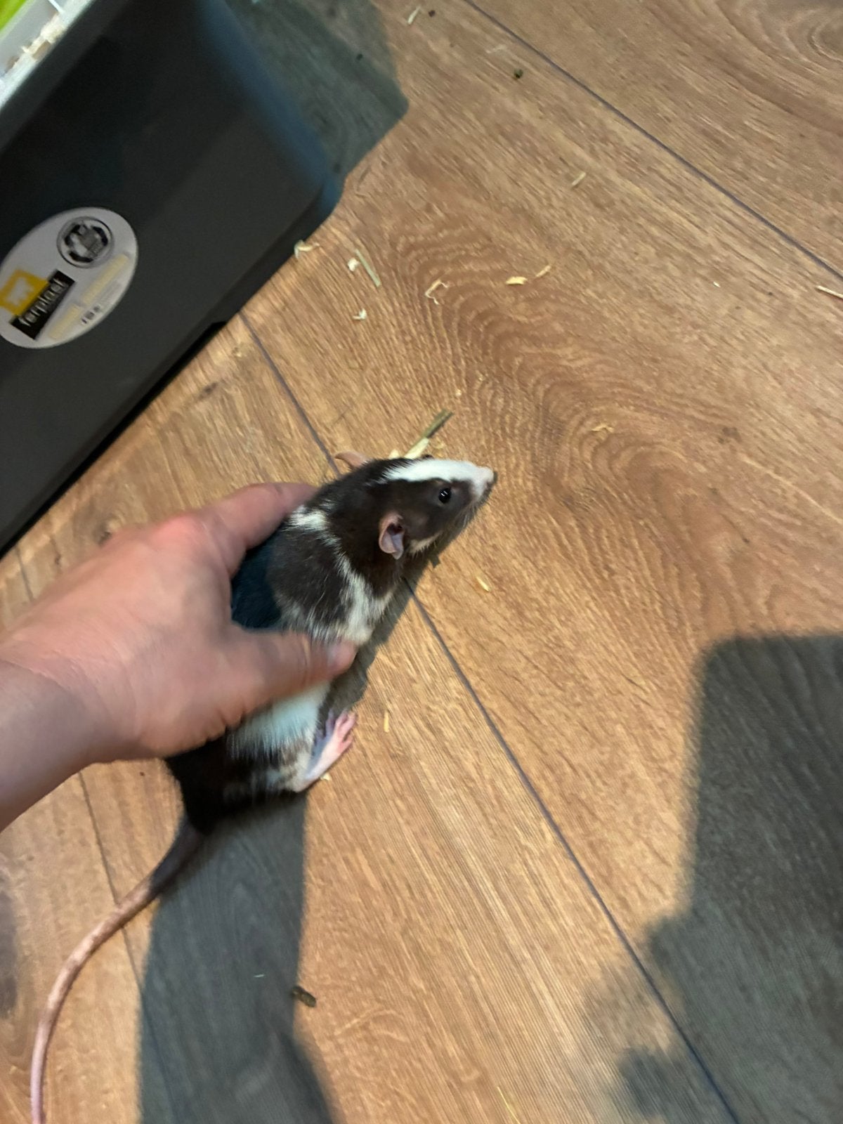 Ratjes, Dieren en Toebehoren, Knaagdieren, Rat, Maart, Vrouwelijk, Tam