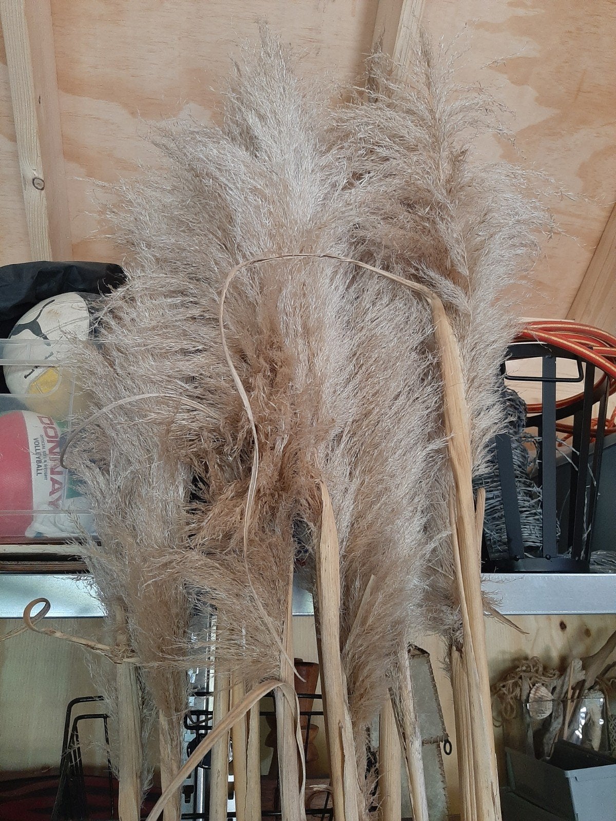 12 pluimen van pampasgras - Decoratieve gedroogde bloemen, Ophalen, Beige, Boho, Nieuw