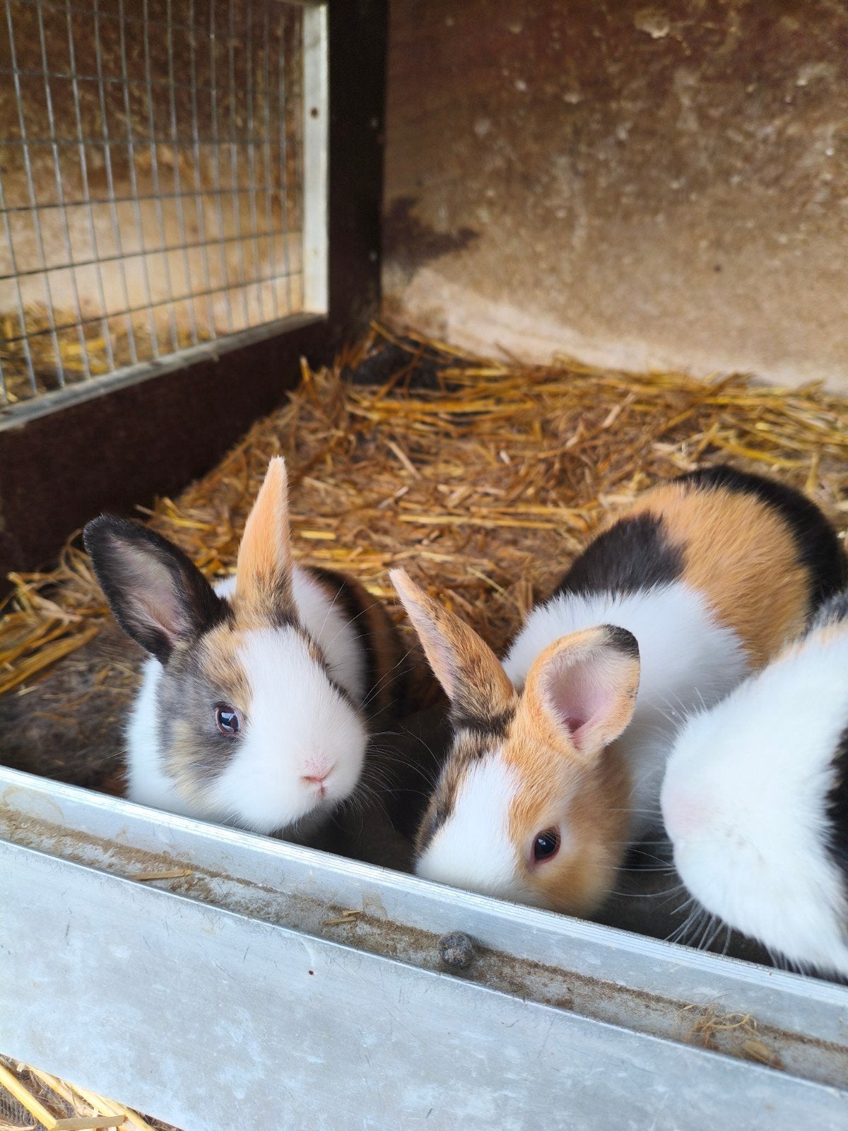 konijnen, Dieren en Toebehoren, Mannelijk