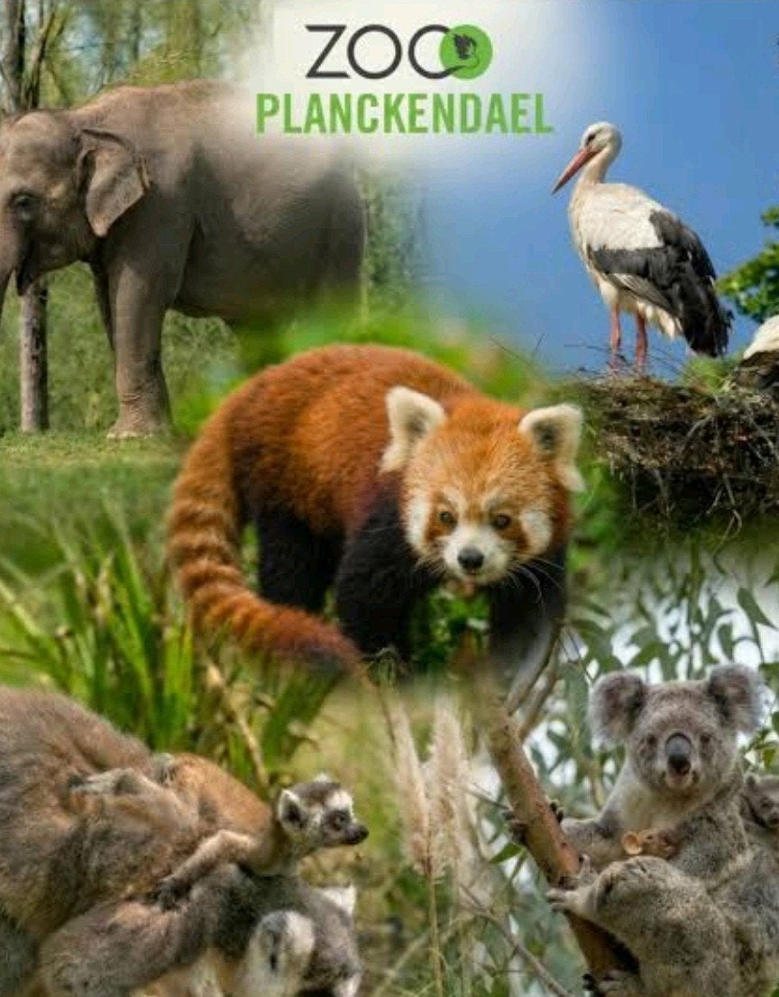 2 tickets Zoo Planckendael (twv 81 euro) geldig tot 1 juli, Drie personen of meer, Ticket of Toegangskaart