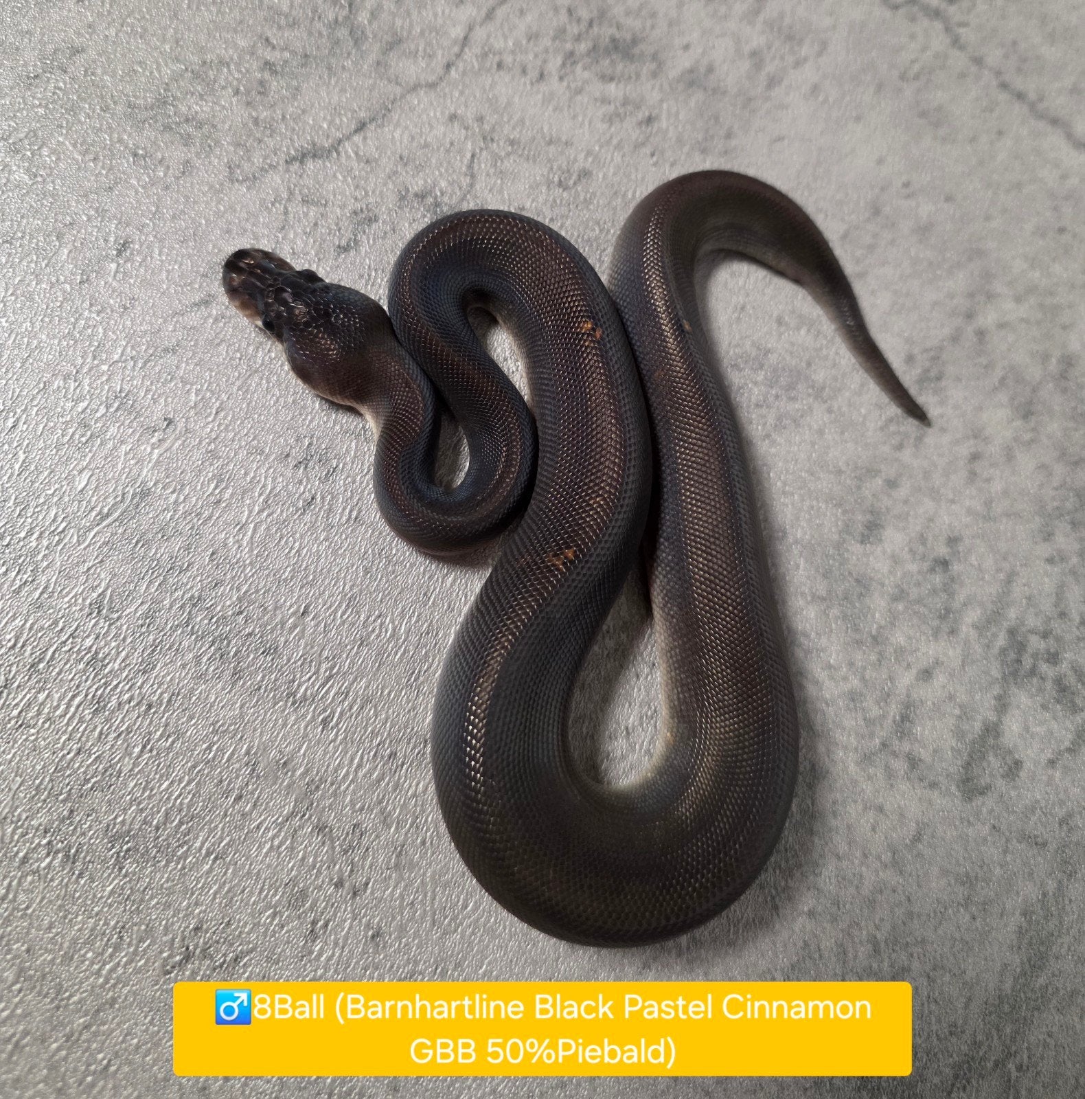 Ballpythons/Koningspythons/Python Regius 2026 Ball Python photo 4