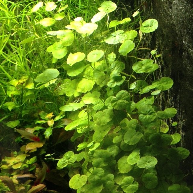Braziliaanse klimop (Hydrocotyle leucocephala) aquariumplant, Dieren en Toebehoren, Verzenden, Zo goed als nieuw, Plant(en), Steen of Hout