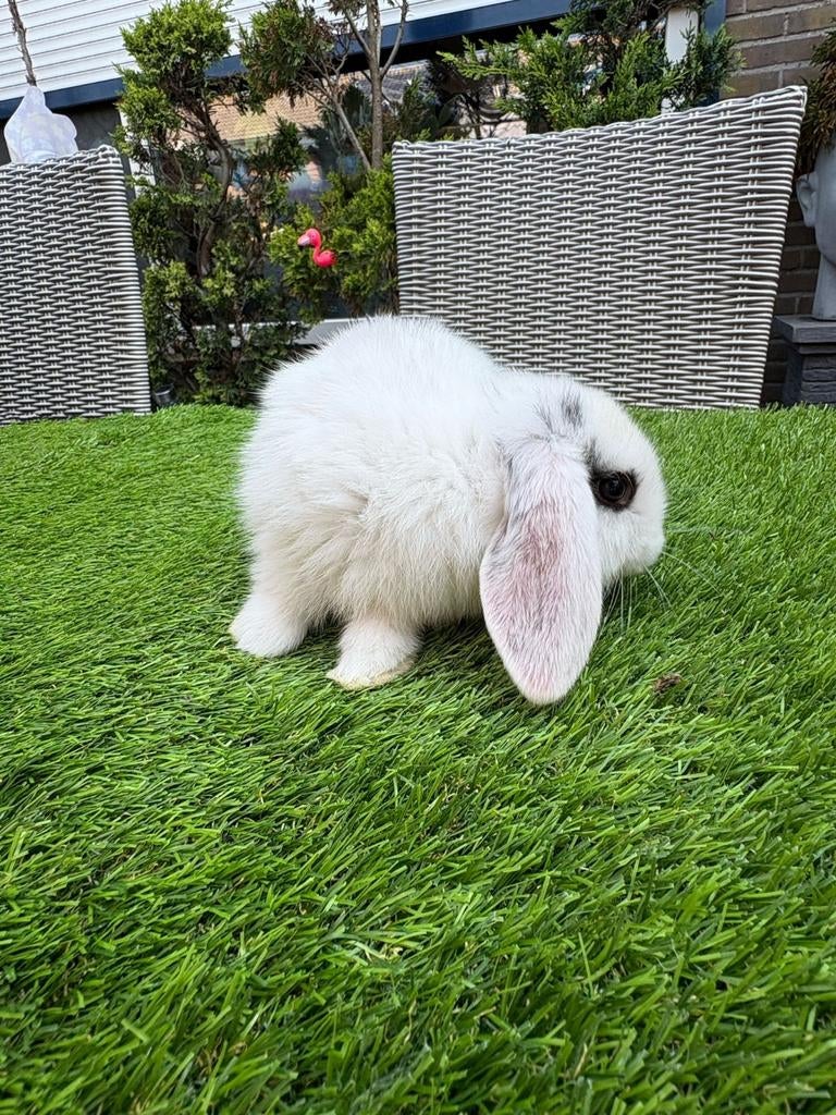 5 jong konijntjes van 6 weken oud, Meerdere dieren, Middelgroot, Hangoor, 0 tot 2 jaar