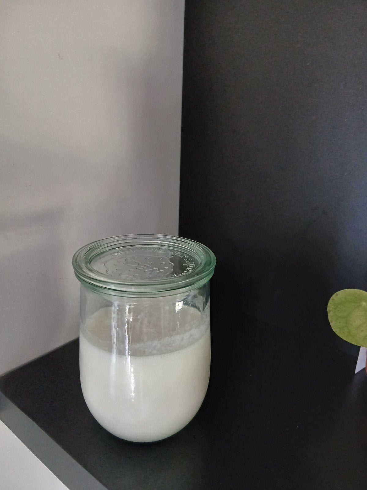Actieve melkkefir korrels, Ophalen