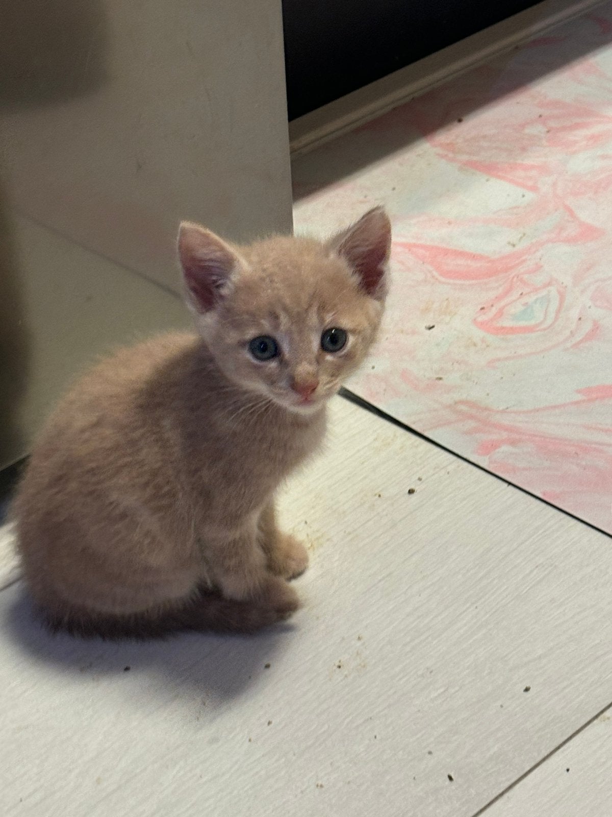 Lieve kittens te koop, Dieren en Toebehoren, Meerdere dieren, Ontwormd