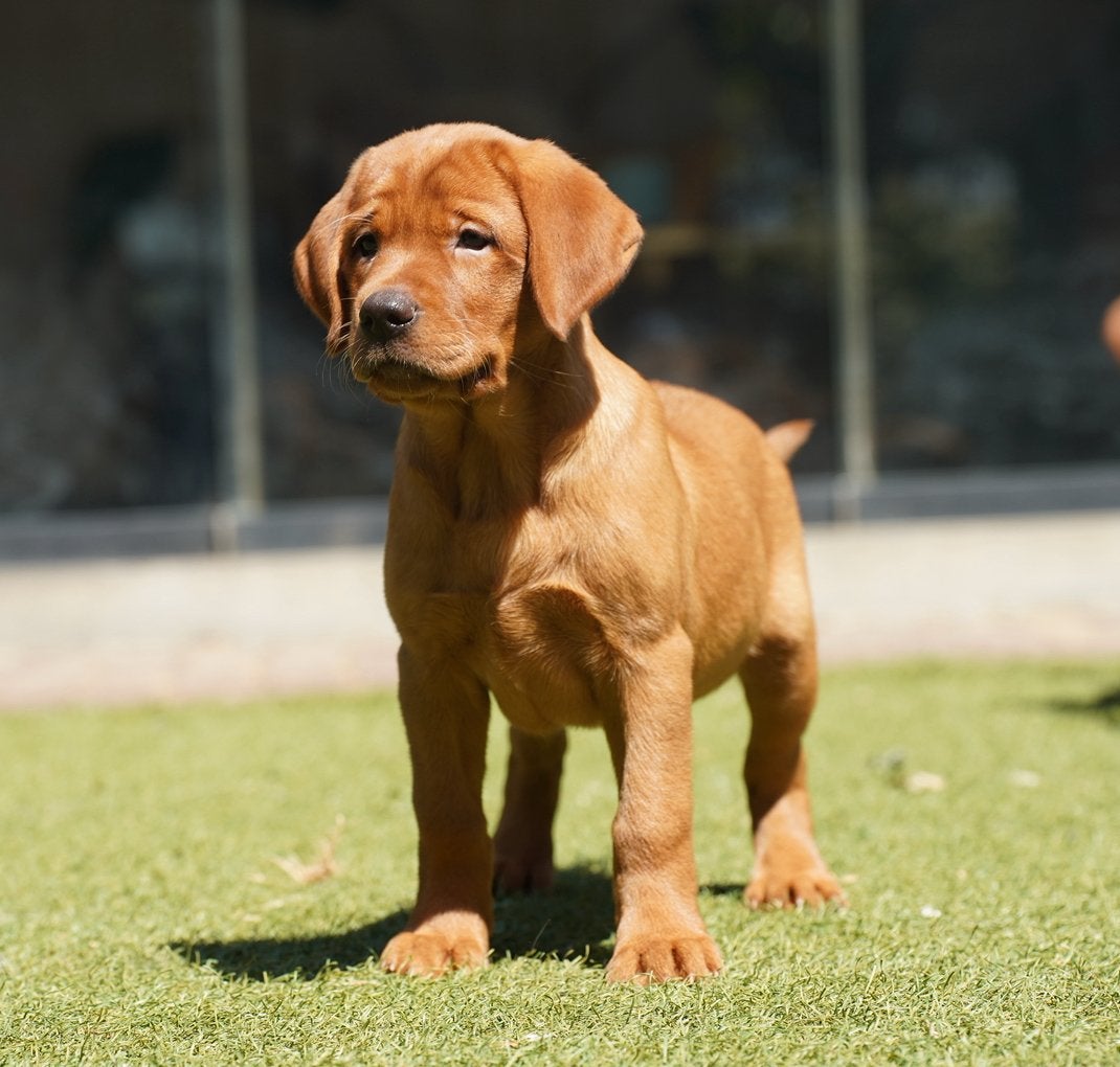 Labrador Retriever pups | Redfox, Dieren en Toebehoren, Honden | Retrievers, Spaniëls en Waterhonden, Meerdere dieren, Labrador retriever