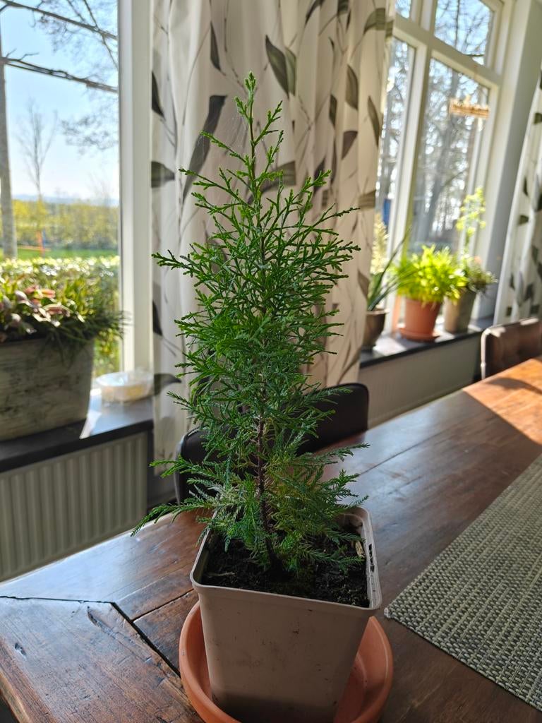Tetraclinis articulta (kamerplant) cipres familie, Bloeit niet, Overige soorten, Minder dan 100 cm, Ophalen