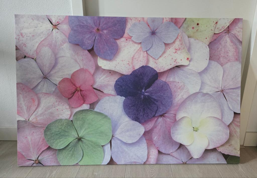 Schilderij: Mooie hortensia in complementaire kleuren, Ophalen, Zo goed als nieuw, Schilderij, 100 tot 125 cm