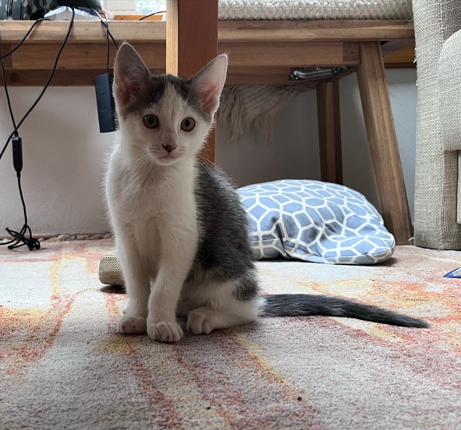 Lief en speels kitten, Ophalen, Nieuw